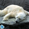 Мозаика: уставший полярный медведь (Tired Polar Bear)