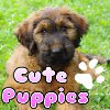Пятнашки: Щенки (Cute Puppies)