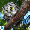 Пазл: Сова (Owl Jigsaw Puzzle)