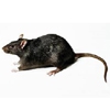 TD - атака крыс (Rat ATTACK)