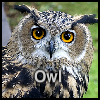 Пазл: Сова (Owl)