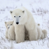 Передвижной Пазл: Полярная медведица с медвежонком (Polar Bear Mother & Baby Slider Puzzle)