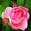 Пазл: Роза (Jigsaw: Rose And Buds)