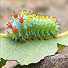 Пятнашки: Гусеница (Alone caterpillar slide puzzle)
