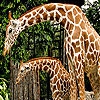 Пятнашки: Жирафы (Giraffes in the forest slide puzzle)