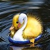 Пятнашки: Милые зверята (Cute chicks slide puzzle)