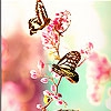 Пятнашки: Розовые бабочки (Pink butterflies slide puzzle)