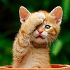 Пятнашки: Милый котик (Cute shy cat slide puzzle)