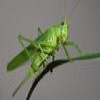 Пазл: Кузнечик (Natural Grasshopper)
