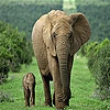 Пятнашки: Слонёнок и его мама (Mother and tiny elephant slide puzzle)