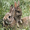 Пятнашки: Зайки (Cute rabbits slide puzzle)