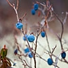 Пазл: Черника (The blue berry)