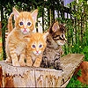 Пятнашки: Котята 2 (Three funky cat slide puzzle)