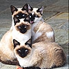 Пятнашки: Кошки (Blue eyed cats slide puzzle)