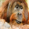 Пазл: Орангутанг (Jigsaw: Orangutan)