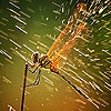 Пятнашки: Огненная стрекоза (Flame fly slide puzzle)