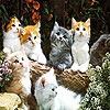 Пятнашки: Котята (Lovely cats slide puzzle)