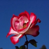 Пазл: Розы (Jigsaw: Red and White Rose)
