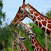 Пятнашки: Жирафы (Three hungry  giraffe slide puzzle)