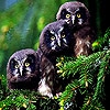 Пятнашки: Совы (Three owl slide puzzle)