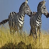 Пятнашки: Зебры (Zebras in the field slide puzzle)