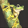 Пятнашки: Лягушка (Strong frog slide puzzle)