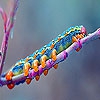 Пятнашки: Гусеница (Colorful caterpillar slide puzzle)