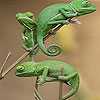 Пятнашки: Хамелион (Three chameleon in the tree slide puzzle)