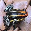 Пятнашки: Лягушка (Spotted tiny frog slide puzzle)