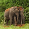 Пазл: Слоны (Jigsaw: Elephant Couple)