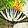 Пятнашки: Бабочка (Striped butterfly slide puzzle)