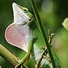 Пазл: Хамелеон (Wild big chameleon puzzle)