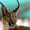 Пятнашки: Рысь (Great lynx slide puzzle)