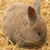 Пазл: Милые кролики (Cute Bunny Jigsaw)
