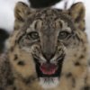 Пятнашки: Снежный леопард (Snow Leopard Slider)