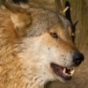 Пятнашки: Волк (Wolf Slider)