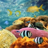 Пазл: Под водой (Underwater World)