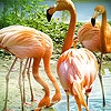 Пазл: Фламинго на озере (Flamingos in the lake puzzle)