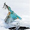 Пятнашки: Рыбка-рыболов (Bird and fishes slide puzzle)