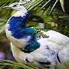 Пазл: Павлин (Blue peacock puzzle)