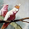 Пятнашки: Розовый попугай (Pink parrots slide puzzle)