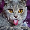 Пятнашки: Котик (Jester cat slide puzzle)