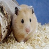 Пазл: Хомяк (Hamster Really Cute)