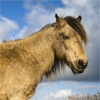 Пони Дартмур (Dartmoor Pony)