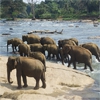 Пазл: Слоны (Elephants Bathing)