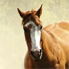 Пазл: Лошади (Galloping Horses)