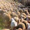 Пятнашки: Овечки (Flock of Sheep Slider)