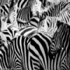 Пятнашки: Зебра (Zebra Slider)