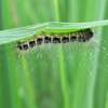 Пазл: Гусеница (Jigsaw: Butterfly Larva)