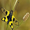 Пазл: Бабочка (Yellow spotted butterfly puzzle)